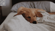 A puppy you can house train in 5 days.